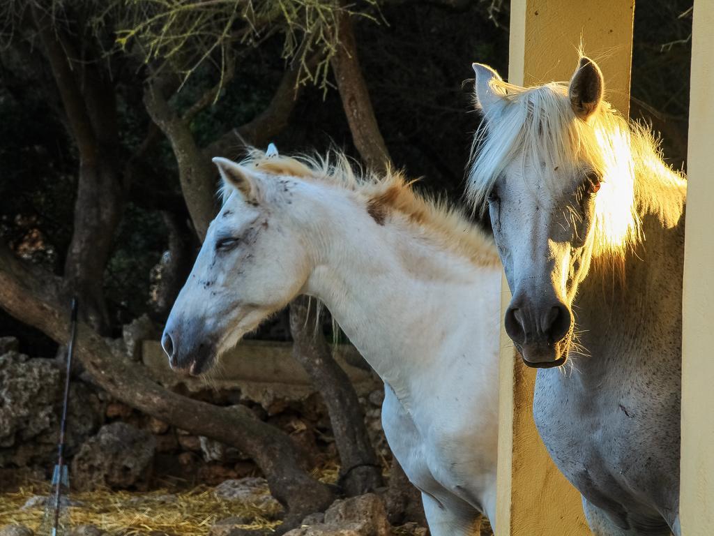 Finca Hotel Rural Predio Son Serra Can Picafort  Dış mekan fotoğraf