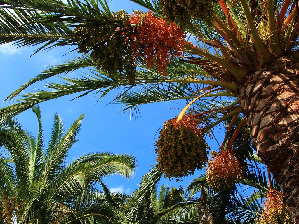 Finca Hotel Rural Predio Son Serra Can Picafort  Dış mekan fotoğraf